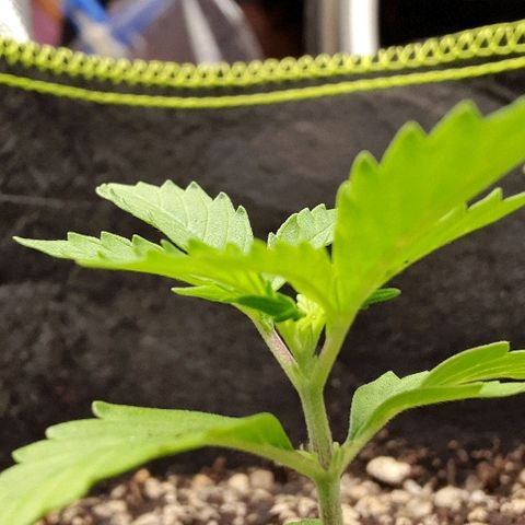00 seed-Nort.Light-Direct Supersoil-AUTO growlog timeline photo