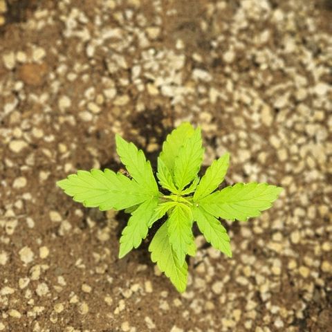 00 seed-Nort.Light-Direct Supersoil-AUTO growlog timeline photo