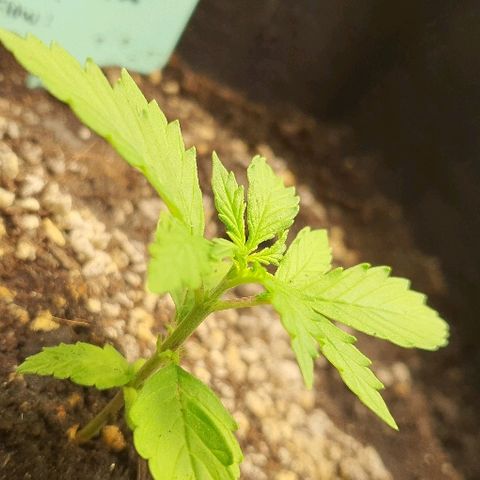 00 seed-Nort.Light-Direct Supersoil-AUTO growlog timeline photo