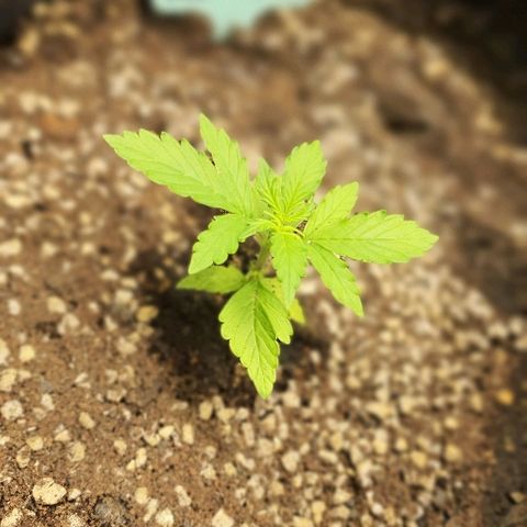 00 seed-Nort.Light-Direct Supersoil-AUTO growlog timeline photo