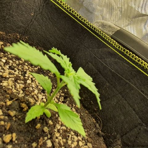 00 seed-Nort.Light-Direct Supersoil-AUTO growlog timeline photo