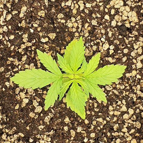 00 seed-Nort.Light-Direct Supersoil-AUTO growlog timeline photo