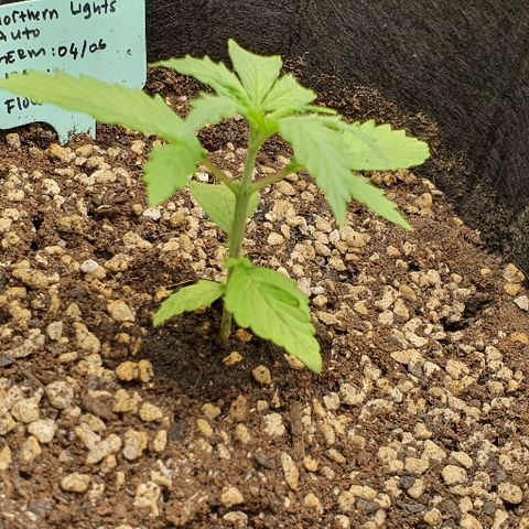 00 seed-Nort.Light-Direct Supersoil-AUTO growlog timeline photo