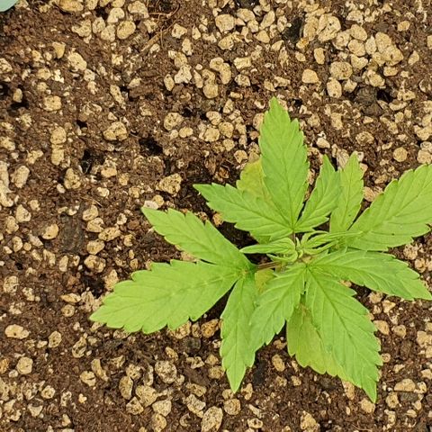 00 seed-Nort.Light-Direct Supersoil-AUTO growlog timeline photo
