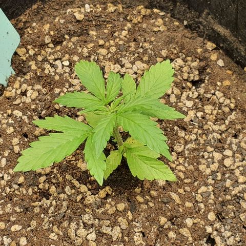 00 seed-Nort.Light-Direct Supersoil-AUTO growlog timeline photo