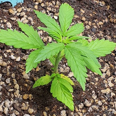 00 seed-Nort.Light-Direct Supersoil-AUTO growlog timeline photo