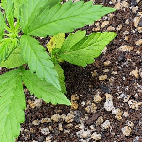 00 seed-Nort.Light-Direct Supersoil-AUTO growlog timeline photo