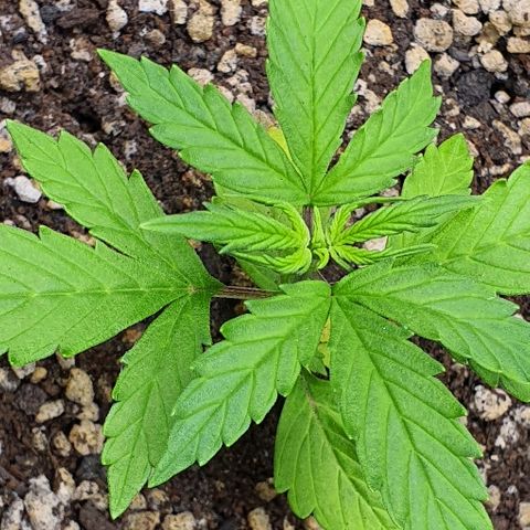 00 seed-Nort.Light-Direct Supersoil-AUTO growlog timeline photo