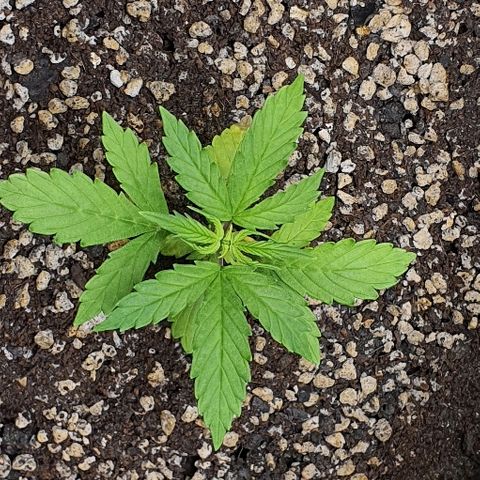 00 seed-Nort.Light-Direct Supersoil-AUTO growlog timeline photo