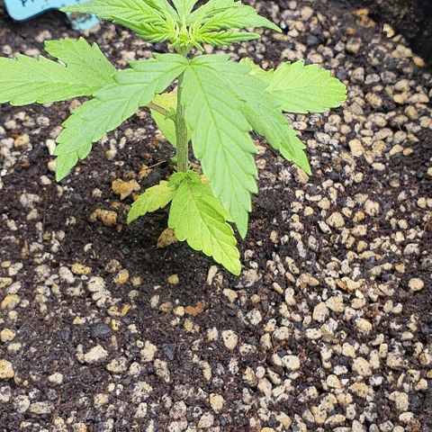 00 seed-Nort.Light-Direct Supersoil-AUTO growlog timeline photo