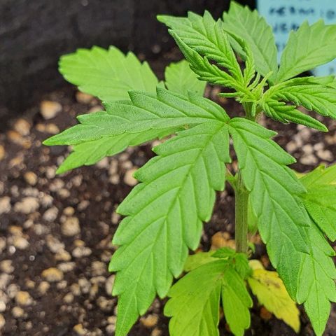 00 seed-Nort.Light-Direct Supersoil-AUTO growlog timeline photo