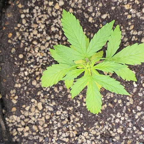 00 seed-Nort.Light-Direct Supersoil-AUTO growlog timeline photo