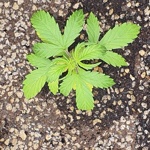 00 seed-Nort.Light-Direct Supersoil-AUTO growlog timeline photo