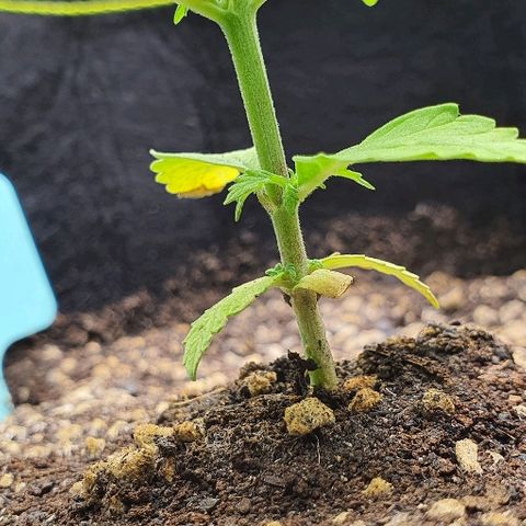 00 seed-Nort.Light-Direct Supersoil-AUTO growlog timeline photo