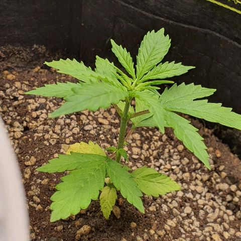 00 seed-Nort.Light-Direct Supersoil-AUTO growlog timeline photo