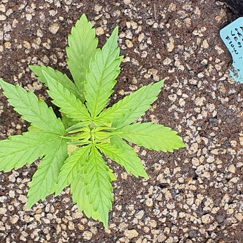 00 seed-Nort.Light-Direct Supersoil-AUTO growlog timeline photo