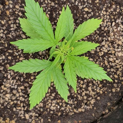 00 seed-Nort.Light-Direct Supersoil-AUTO growlog timeline photo