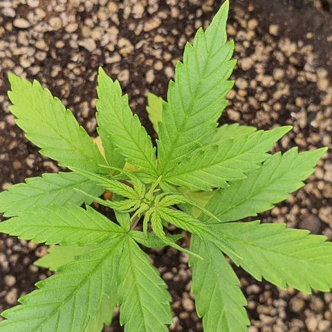 00 seed-Nort.Light-Direct Supersoil-AUTO growlog timeline photo