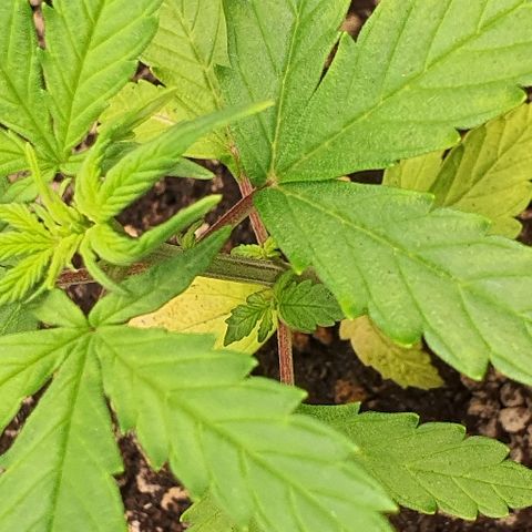 00 seed-Nort.Light-Direct Supersoil-AUTO growlog timeline photo