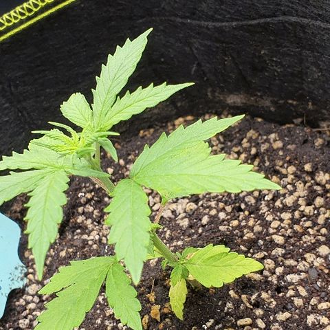 00 seed-Nort.Light-Direct Supersoil-AUTO growlog timeline photo