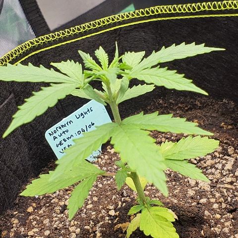 00 seed-Nort.Light-Direct Supersoil-AUTO growlog timeline photo