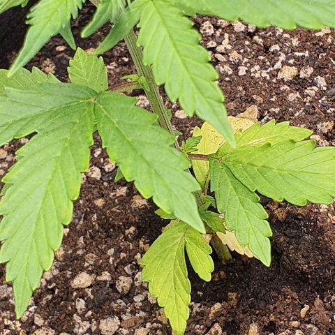 00 seed-Nort.Light-Direct Supersoil-AUTO growlog timeline photo