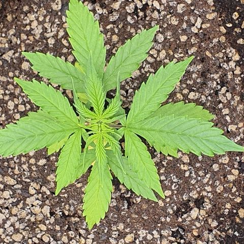 00 seed-Nort.Light-Direct Supersoil-AUTO growlog timeline photo