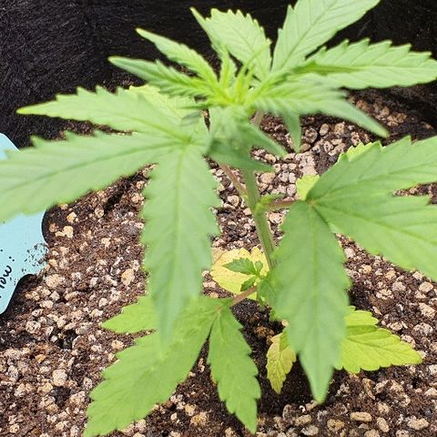 00 seed-Nort.Light-Direct Supersoil-AUTO growlog timeline photo