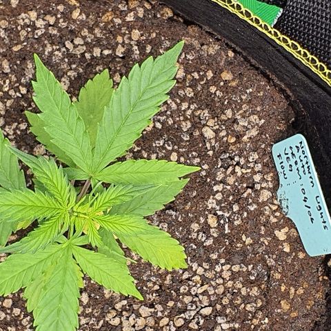 00 seed-Nort.Light-Direct Supersoil-AUTO growlog timeline photo