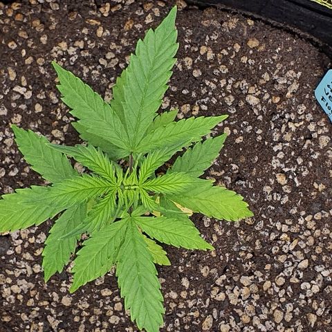 00 seed-Nort.Light-Direct Supersoil-AUTO growlog timeline photo