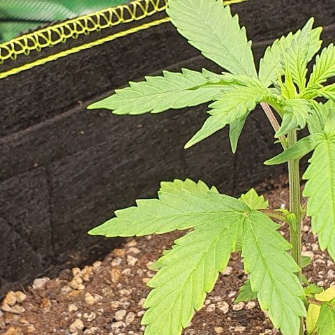 00 seed-Nort.Light-Direct Supersoil-AUTO growlog timeline photo