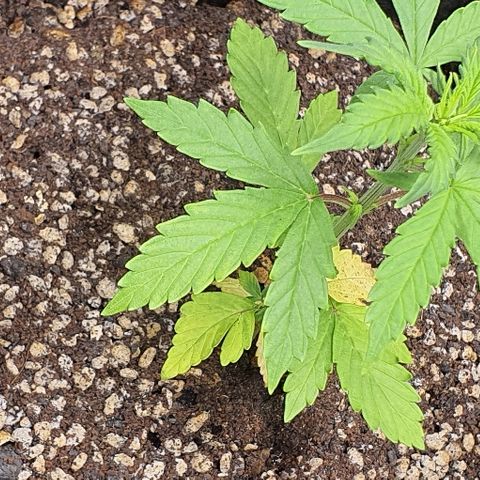 00 seed-Nort.Light-Direct Supersoil-AUTO growlog timeline photo