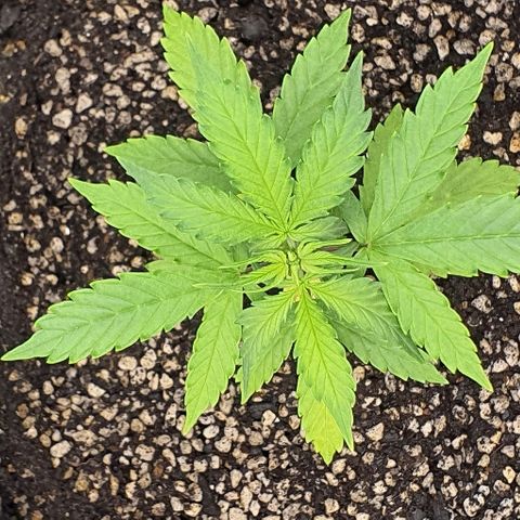 00 seed-Nort.Light-Direct Supersoil-AUTO growlog timeline photo