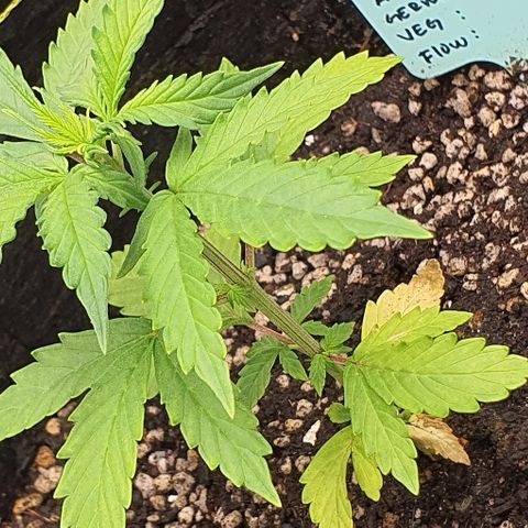 00 seed-Nort.Light-Direct Supersoil-AUTO growlog timeline photo