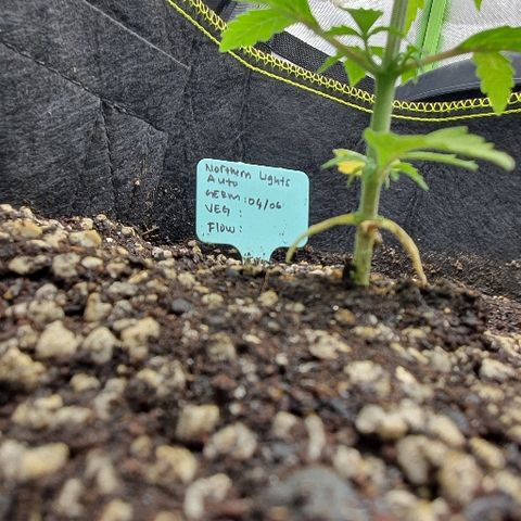 00 seed-Nort.Light-Direct Supersoil-AUTO growlog timeline photo
