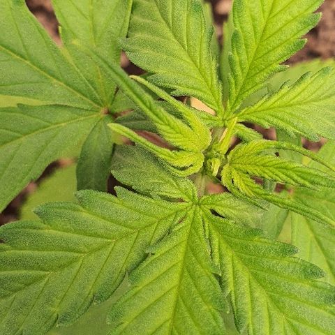 00 seed-Nort.Light-Direct Supersoil-AUTO growlog timeline photo