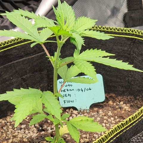 00 seed-Nort.Light-Direct Supersoil-AUTO growlog timeline photo