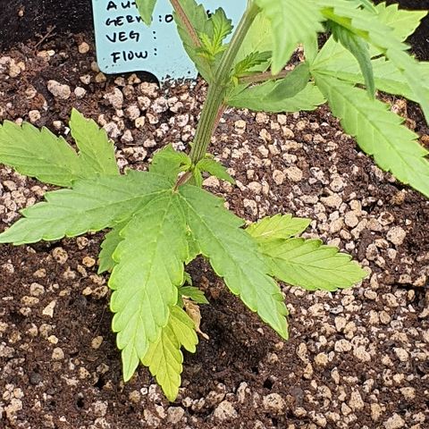 00 seed-Nort.Light-Direct Supersoil-AUTO growlog timeline photo