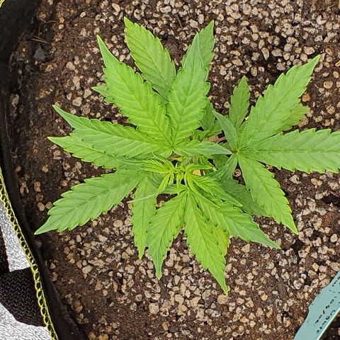 00 seed-Nort.Light-Direct Supersoil-AUTO growlog timeline photo