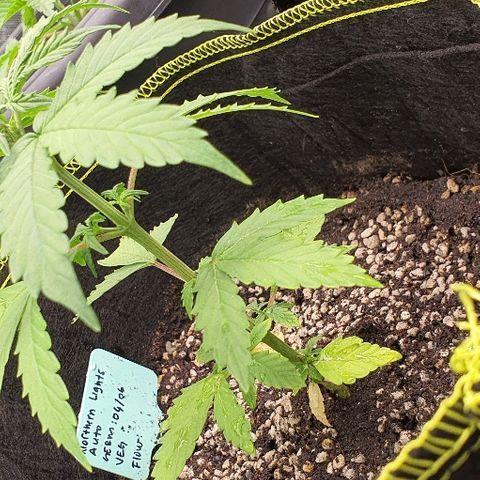 00 seed-Nort.Light-Direct Supersoil-AUTO growlog timeline photo