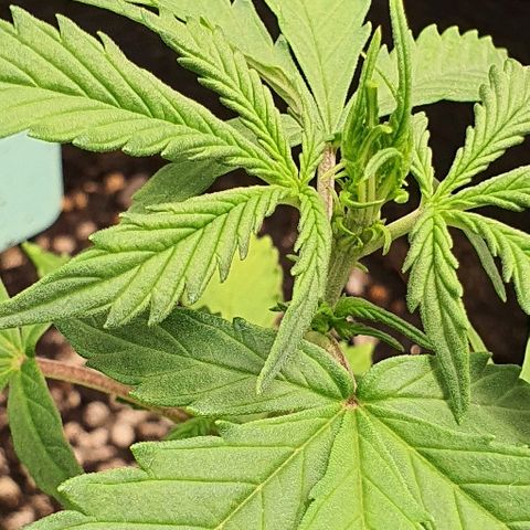00 seed-Nort.Light-Direct Supersoil-AUTO growlog timeline photo