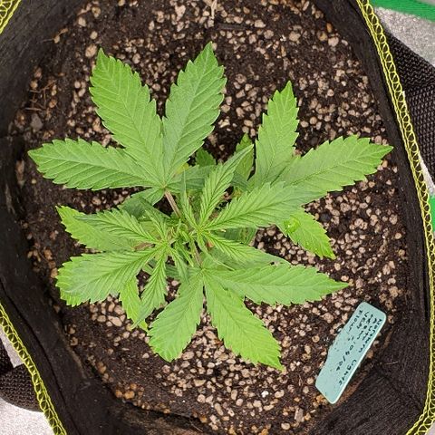 00 seed-Nort.Light-Direct Supersoil-AUTO growlog timeline photo