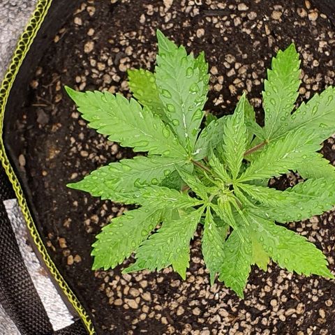 00 seed-Nort.Light-Direct Supersoil-AUTO growlog timeline photo