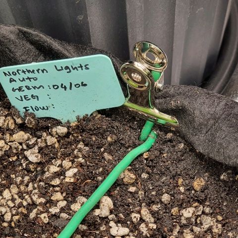 00 seed-Nort.Light-Direct Supersoil-AUTO growlog timeline photo