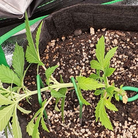 00 seed-Nort.Light-Direct Supersoil-AUTO growlog timeline photo