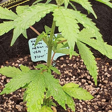 00 seed-Nort.Light-Direct Supersoil-AUTO growlog timeline photo