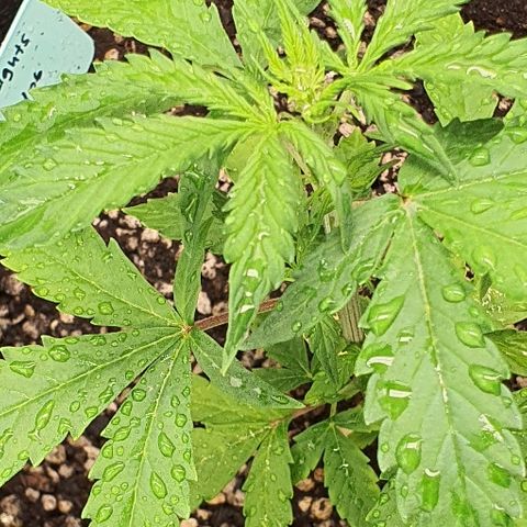 00 seed-Nort.Light-Direct Supersoil-AUTO growlog timeline photo
