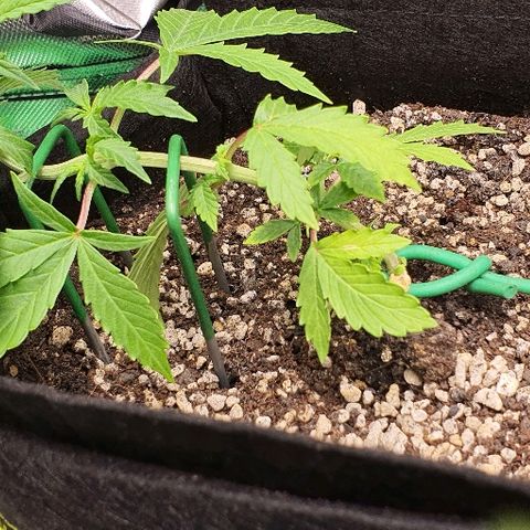 00 seed-Nort.Light-Direct Supersoil-AUTO growlog timeline photo