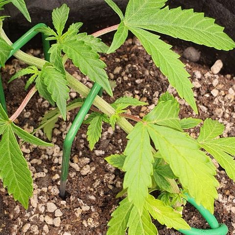 00 seed-Nort.Light-Direct Supersoil-AUTO growlog timeline photo