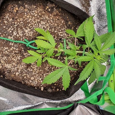00 seed-Nort.Light-Direct Supersoil-AUTO growlog timeline photo